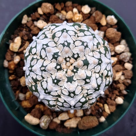 アストロフィツム スーパー兜 Vタイプ 2 Astrophytum asterias cv 'Super Kabuto' V