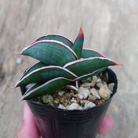 Sansevieria rorida サンスベリア ロリダ 6