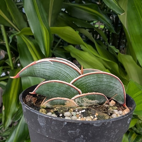 Sansevieria rorida サンスベリア ロリダ R20
