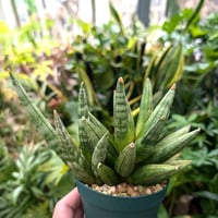 サンスベリア ヘッジホッグ 5 Sansevieria Hedgehog