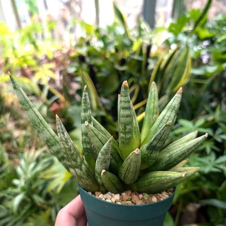 サンスベリア ヘッジホッグ 5 Sansevieria Hedgehog