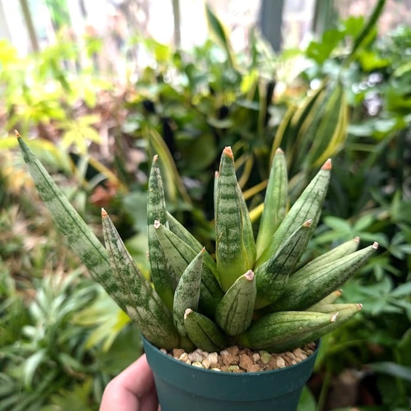 サンスベリア ヘッジホッグ 5 Sansevieria Hedgehog | My-Favth