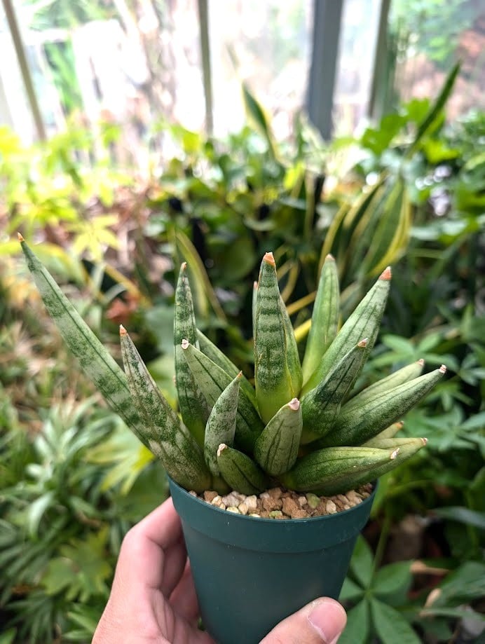 サンスベリア ヘッジホッグ 5 Sansevieria Hedgehog | My-Favth