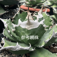 アガベ チタノタ "白火焔" ホワイトファイア WF2 Agave Titanota ‘White  Fire’
