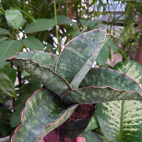 Sansevieria sp. Mafinga Tanzania Dragon Wing サンスベリア ドラゴンウィング LL1