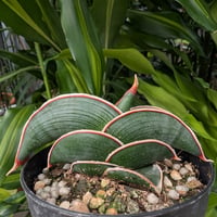 Sansevieria rorida サンスベリア ロリダ R13