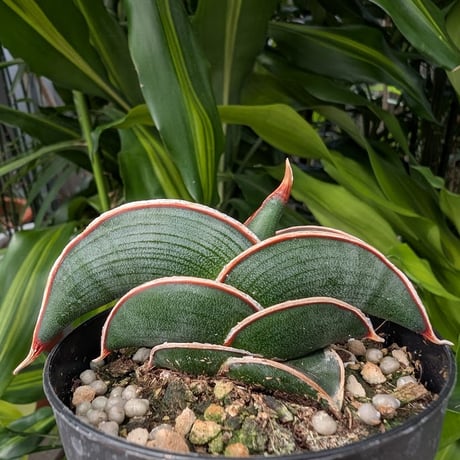ま*か様 サンスベリア Sansevieria banana & rorida Amazon.co.jp: サンスベリア バナナ Sansevieria banana 多肉