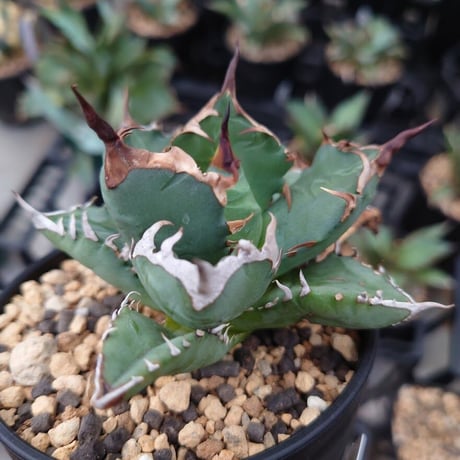 アガベ チタノタ 姫厳龍 1 Agave titanota dwarf