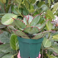 アガベ ボビコルヌタ カウズ・ホーン 3 Agave bovicornuta Cows Horn