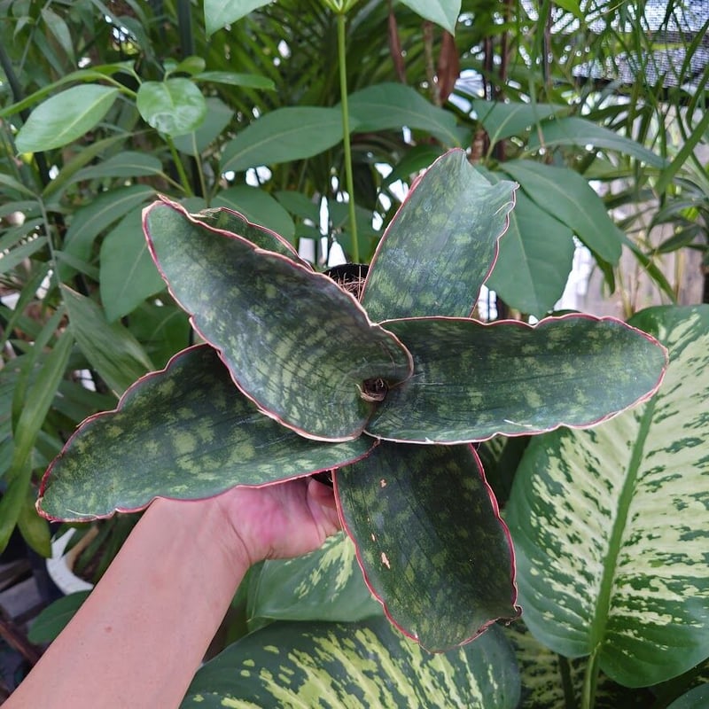 Sansevieria sp. Mafinga Tanzania Dragon Wing サン Sansevieria sp. Mafinga Tanzania Dragon Wing サン