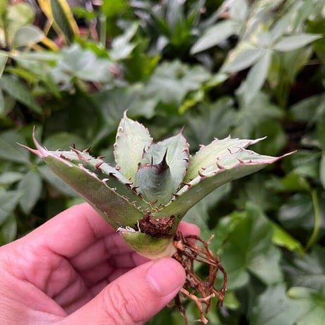 アガベ チタノタ レッドゴースト RG1 Agave titanota “赤鬼“ redghost
