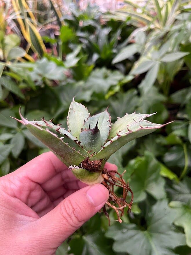 アガベ チタノタ レッドゴースト RG1 Agave titanota “赤鬼“ redgho