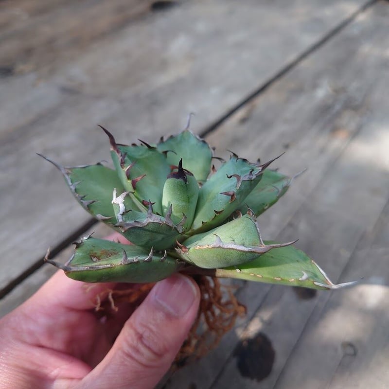 希少　アガベ　チタノタ　黒鯨　Agave titanota アガベ・チタノタ 黒鯨（芽）-001｜agave titanota black whale |