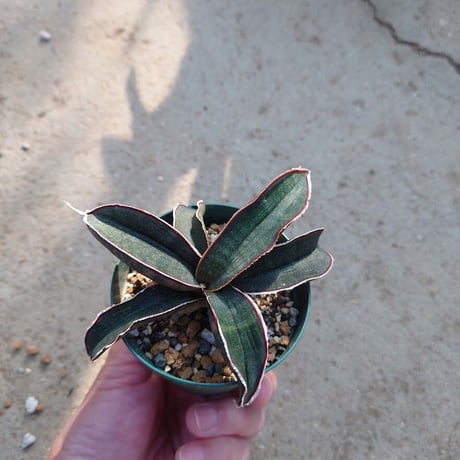 Sansevieria hallii Pink Bat サンスベリア ピンクバット 9 【送料一律500円】