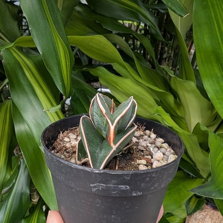 Sansevieria rorida サンスベリア ロリダ R11