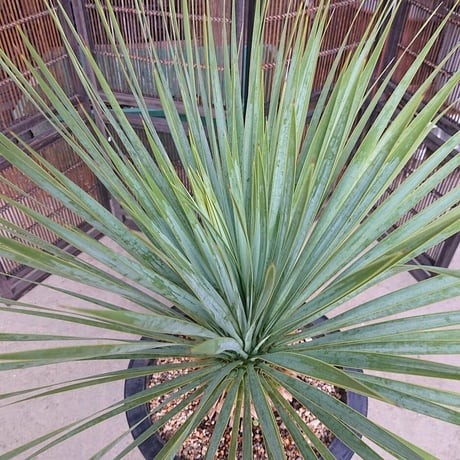 ユッカ ロストラータ yucca rostrata 希少種 【送料無料】