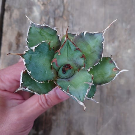 アガベ チタノタ 白鯨 3 Agave titanota white whale