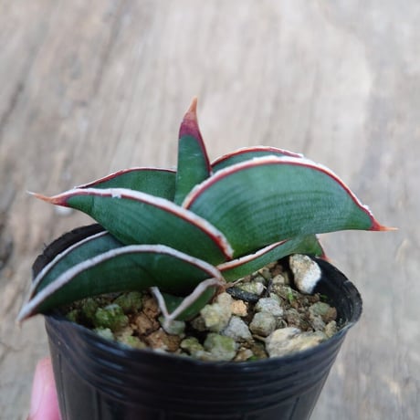 Sansevieria rorida サンスベリア ロリダ 6