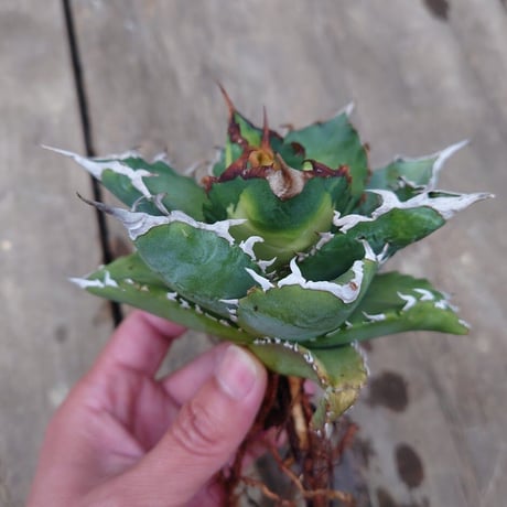 アガベ チタノタ ソーラーエクリプス 2 Agave titanota solareclipse