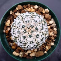 アストロフィツム スーパー兜 Vタイプ 2 Astrophytum asterias cv 'Super Kabuto' V