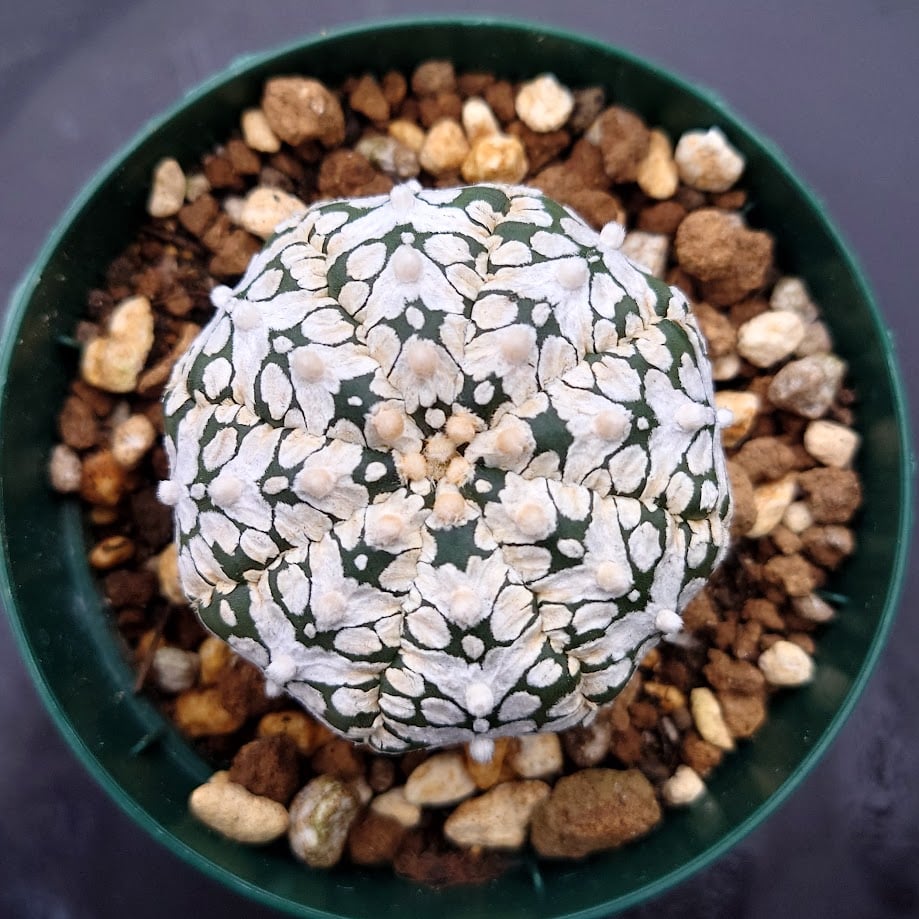 アストロフィツム スーパー兜 Vタイプ 2 アストロフィツム スーパー兜 Vタイプ 2 Astrophytum asterias