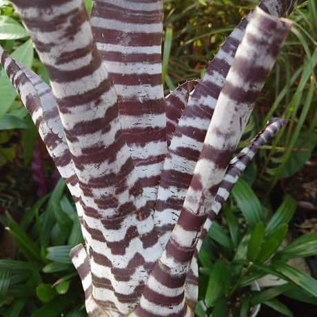エクメア チャンティニー ブラックアイス 2 Aechmea chantinii CV. Black Ice seedling F1