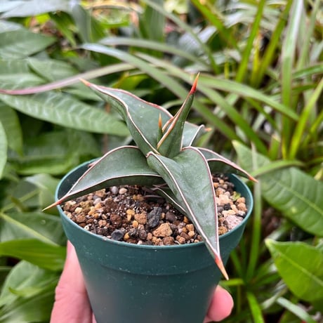 サンスベリア ラヴラノス 23251 Sansevieria Lav.23251 (LAV5)