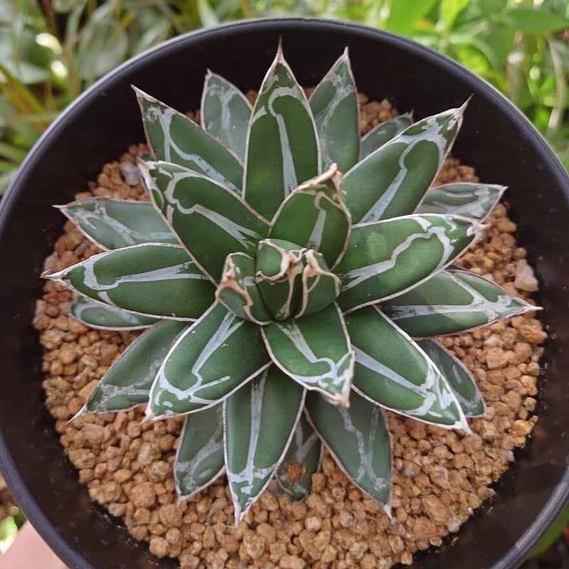 アガベ 笹の雪 2 Agave victoriae reginae | My-Favthings