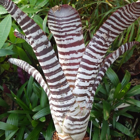 エクメア チャンティニー ブラックアイス 1 Aechmea chantinii CV. Black Ice seedling F1