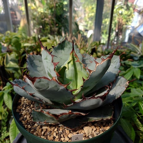 アガベ チタノタ ブラックアンドブルー Agave titanota black&blue BB2 美株
