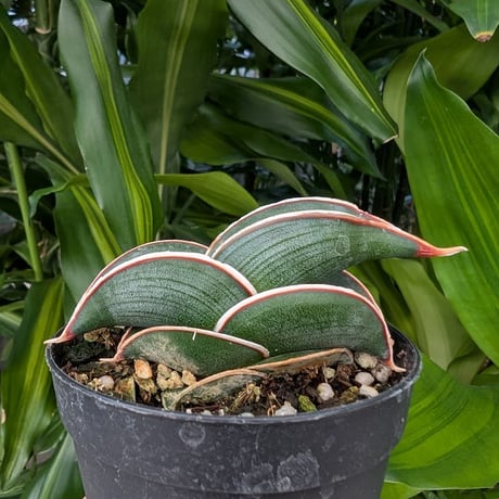 Sansevieria rorida サンスベリア ロリダ R22