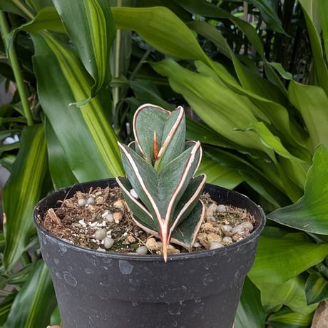 Sansevieria rorida サンスベリア ロリダ R21