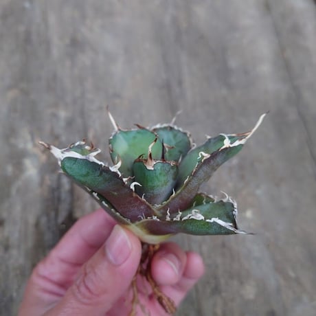 アガベ チタノタ 白鯨 2 Agave titanota white whale