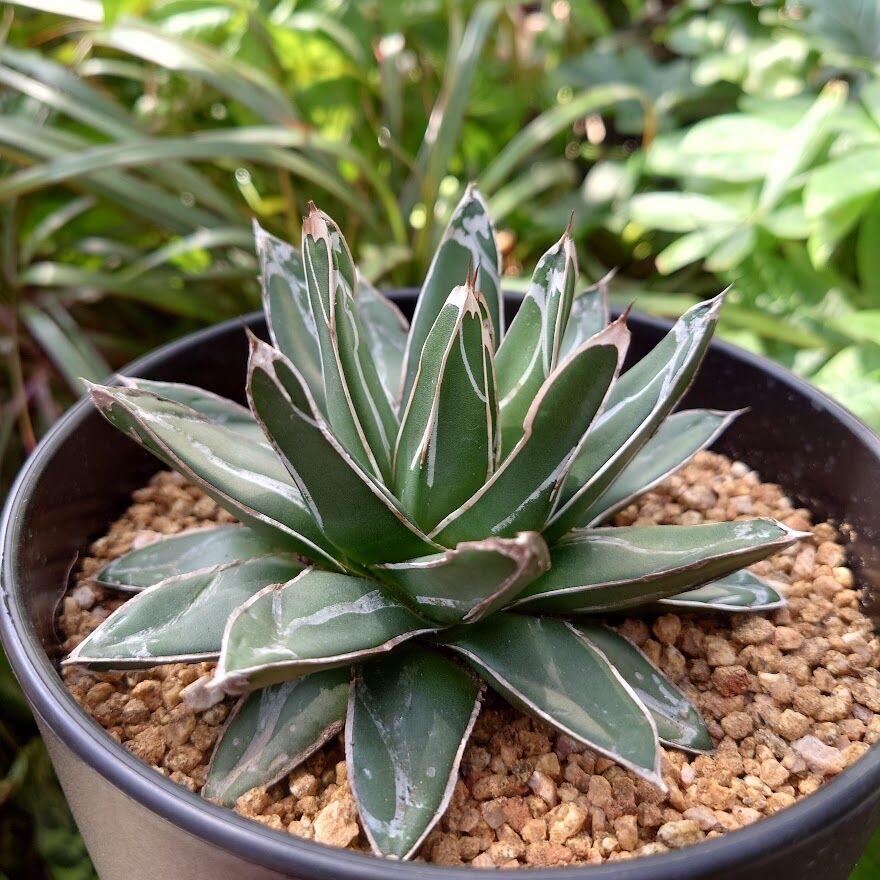 超モンスター級 ラピスラズリ37,2㎏ 強運を呼び込む、危険を回避、魔