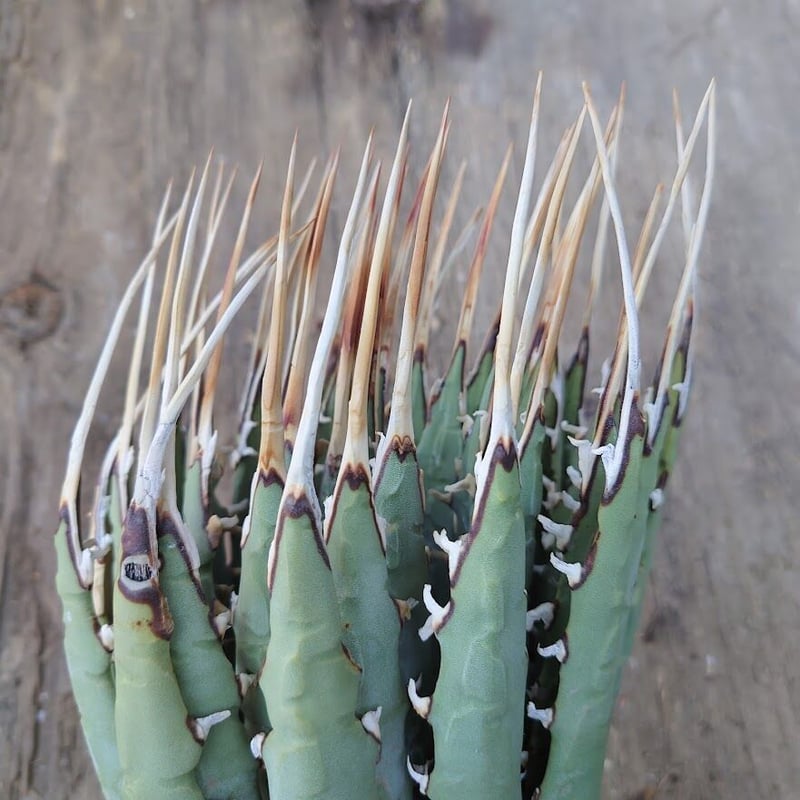 アガベ ユタエンシス 訳あり商品】アガベ ユタエンシス ssp. ユタエンシス 1 Agave