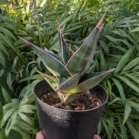 Sansevieria Pinguicula サンセベリア ピングイキュラ SP11