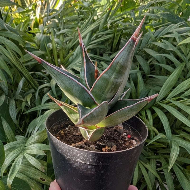 Sansevieria Pinguicula サンセベリア ピングイキュラ SP11 | My