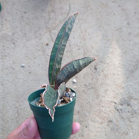 Sansevieria hallii Pink Bat サンスベリア ピンクバット 2 【送料一律500円】