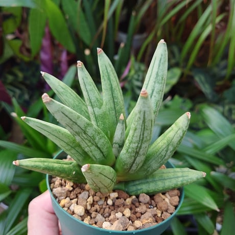 サンスベリア ヘッジホッグ 2 Sansevieria Hedgehog