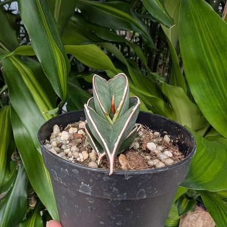 Sansevieria rorida サンスベリア ロリダ R11