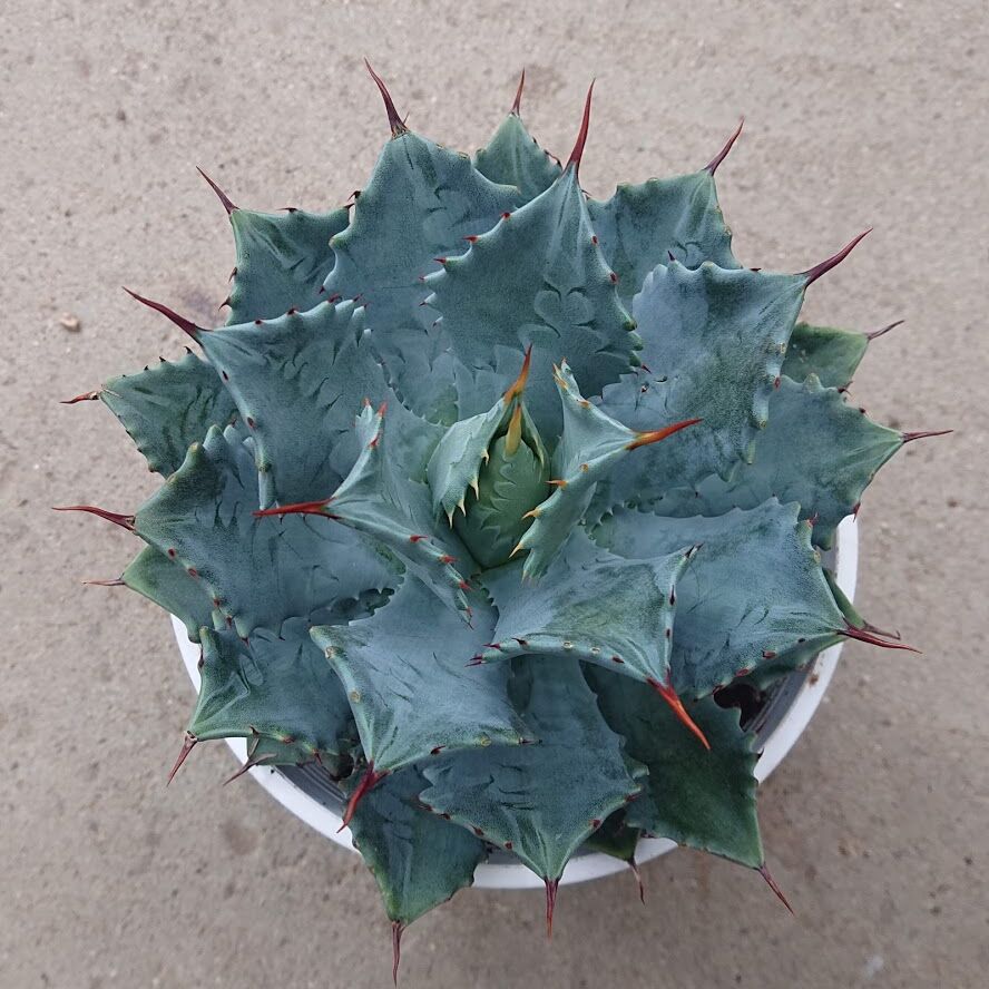 アガベ　雷神　Agave potatorum アガベ・雷神（Agave potatorum／ポタトルム）の種類、紹介 – ゆるぷ