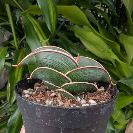 Sansevieria rorida サンスベリア ロリダ R15