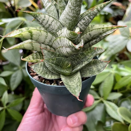 Sansevieria Marga サンセベリア マルガ SVM1