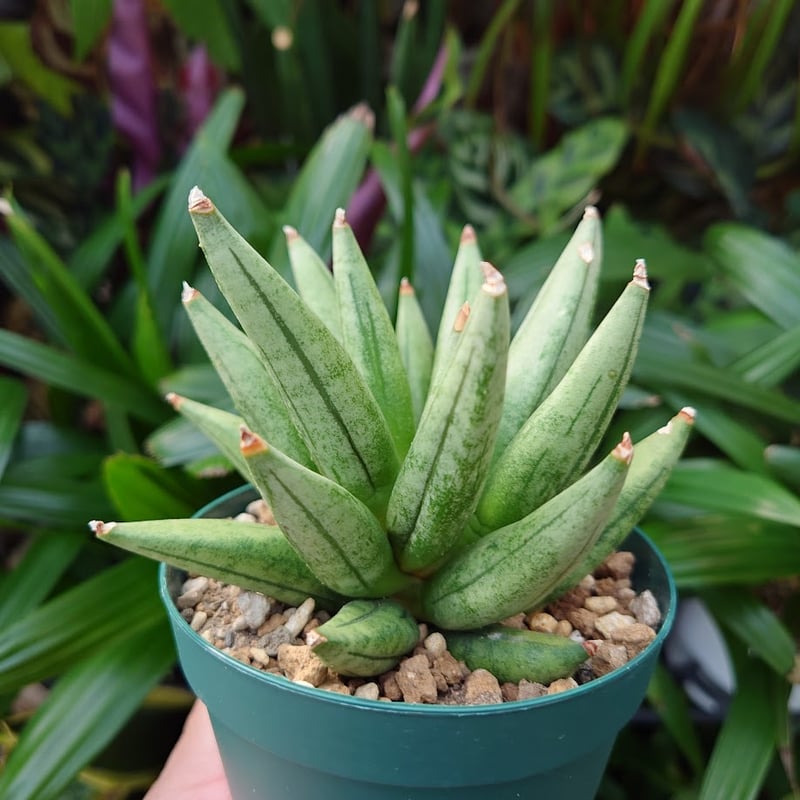 サンスベリア ヘッジホッグ 3 Sansevieria Hedgehog | My-Favth