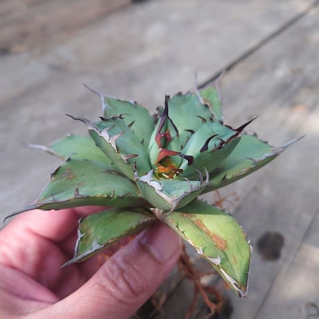 アガベ チタノタ 黒鯨 1 Agave titanota black whale