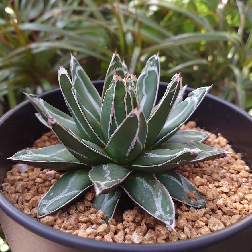 アガベ 姫笹の雪 黄覆輪斑 矮性 agave victoria-reginae agave victoriae-reginae 姫笹の雪 | hanayoshi-botanical
