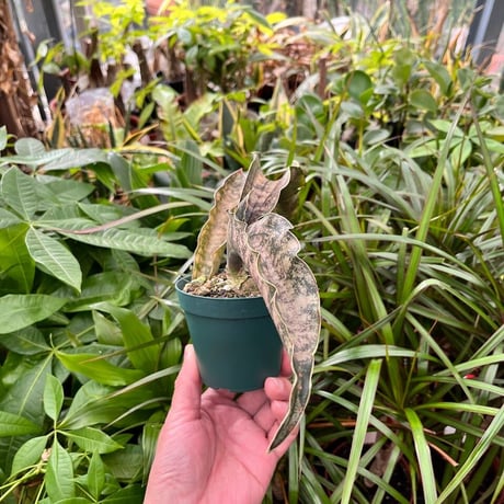 Sansevieria kirkii var. pulchra Coppertone サンスベリア キルキー プルクラ コパトーン SVKPC1
