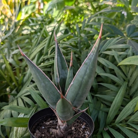 Sansevieria Pinguicula サンセベリア ピングイキュラ SP14