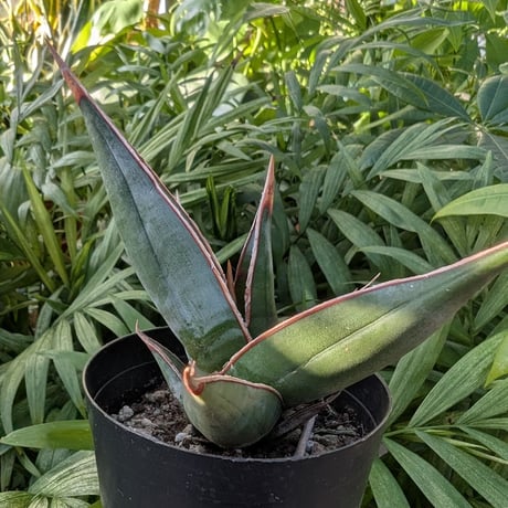 Sansevieria Pinguicula サンセベリア ピングイキュラ SP12