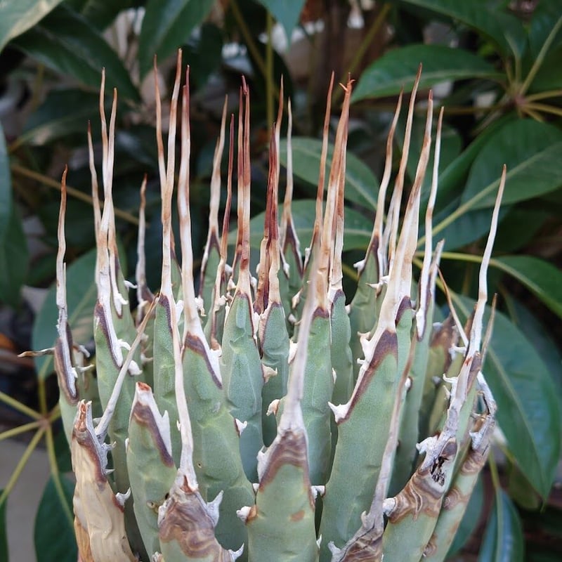アガベ　ユタエンシス　ネバデンシス アガベ ユタエンシス ネバデンシス 6 Agave uthaensis var